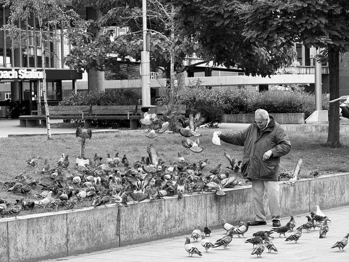 "Do not feed the pigeons!"