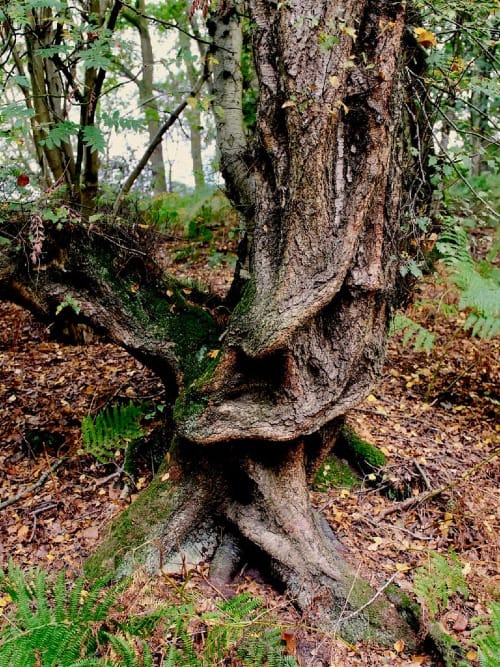 If Trees Could Talk.........