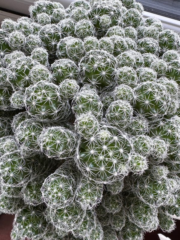 Nature's geometry